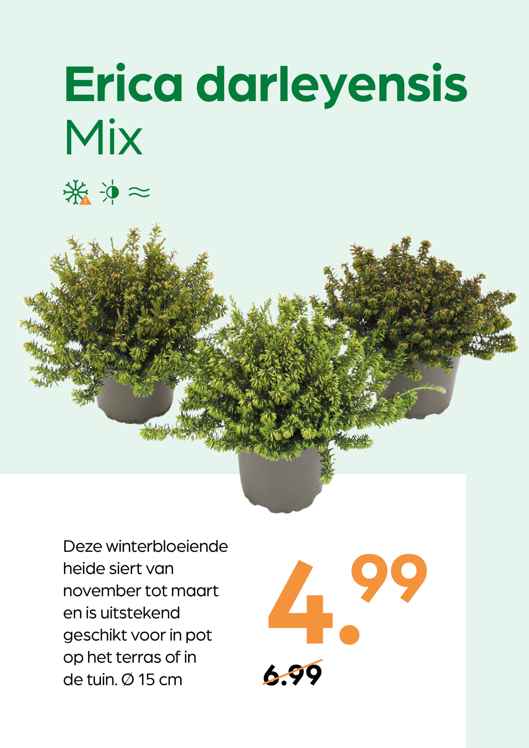 250926_GNS_Topkaart_Kroeze Erica Darleyensis Mix - Afbeelding 1