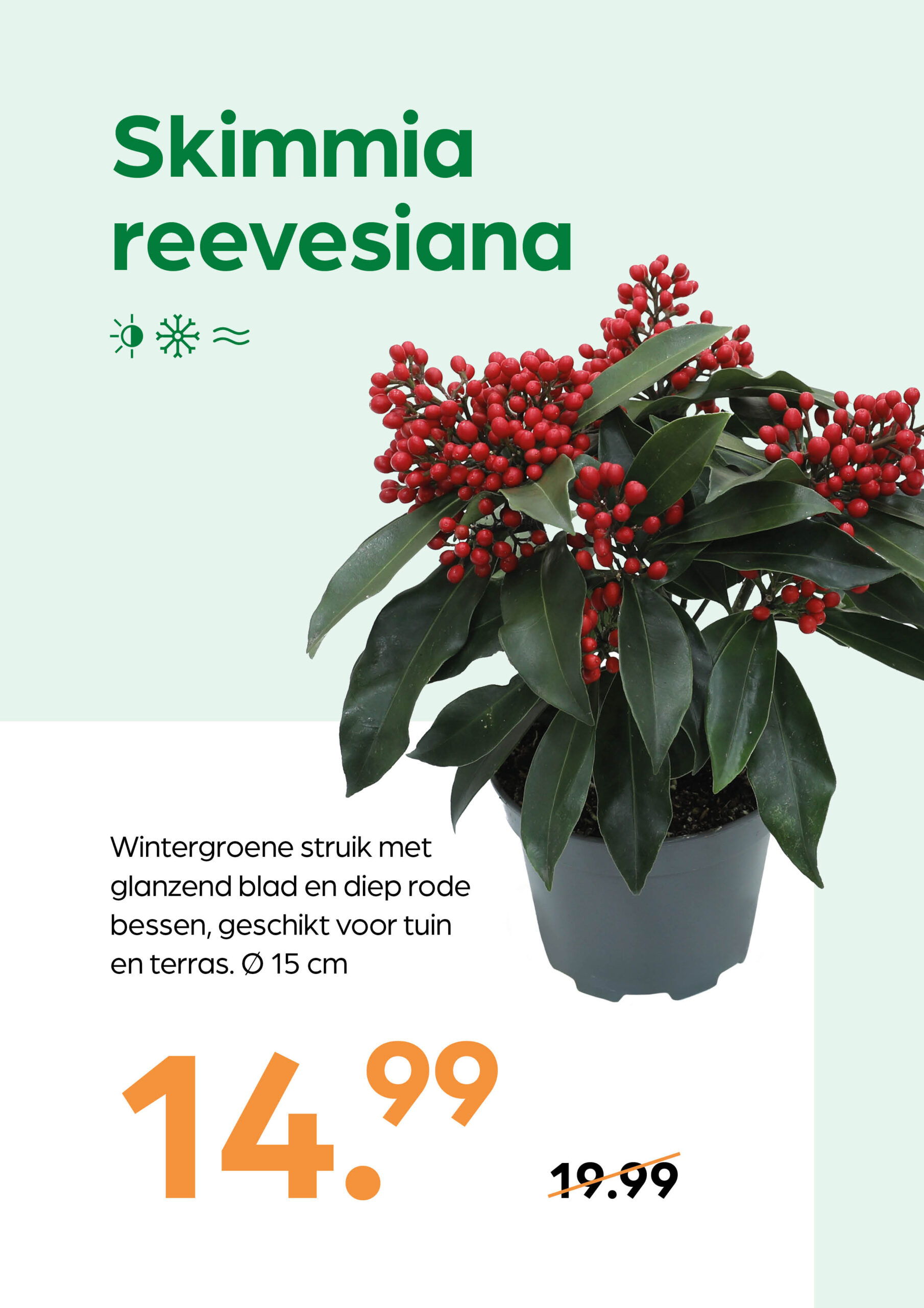 250926_GNS_Topkaart_Kroeze3 Skimmia Reevesiana - Afbeelding 1