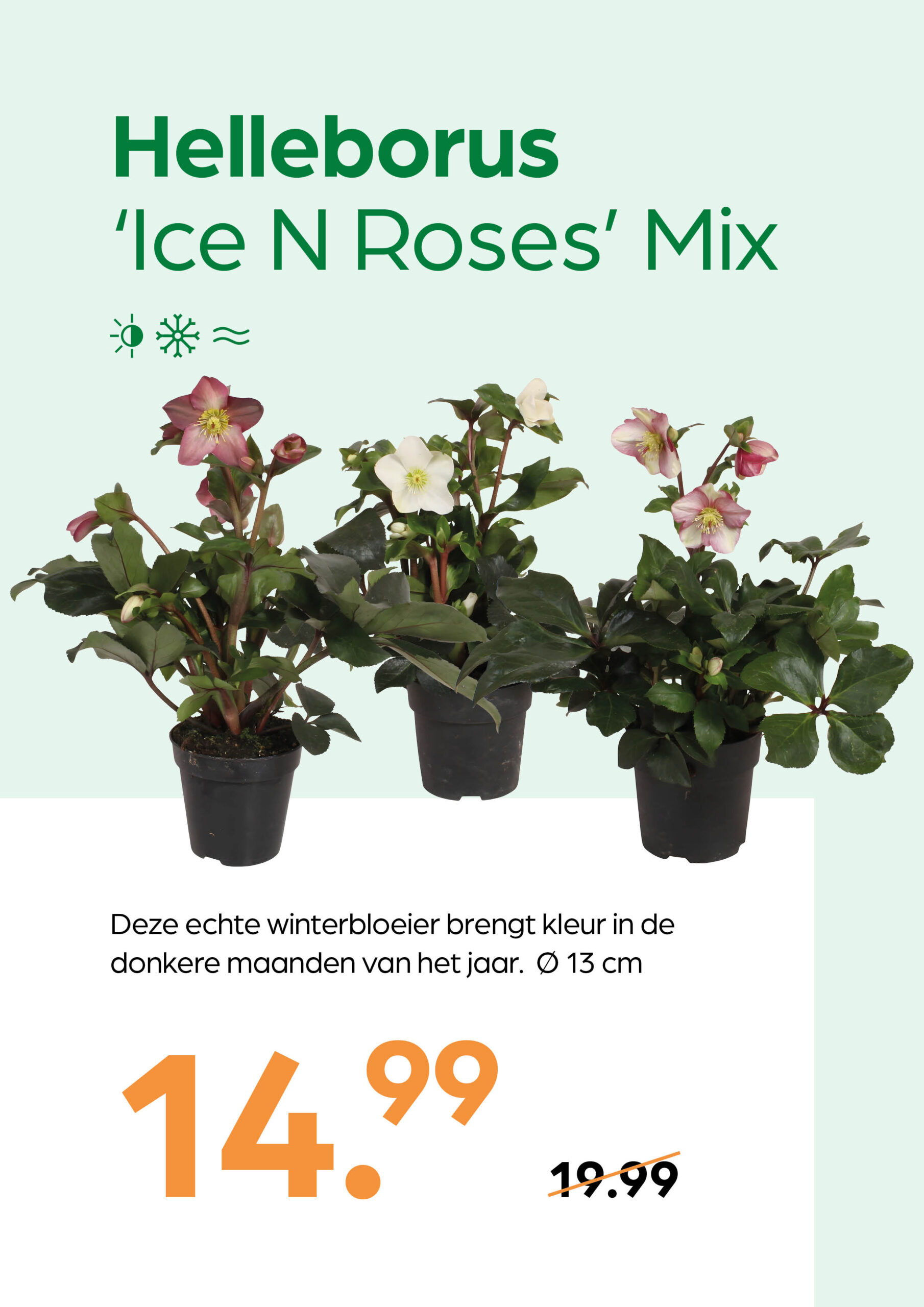 250926_GNS_Topkaart_Kroeze5 Helleborus 'Ice N Roses' Mix - Afbeelding 1
