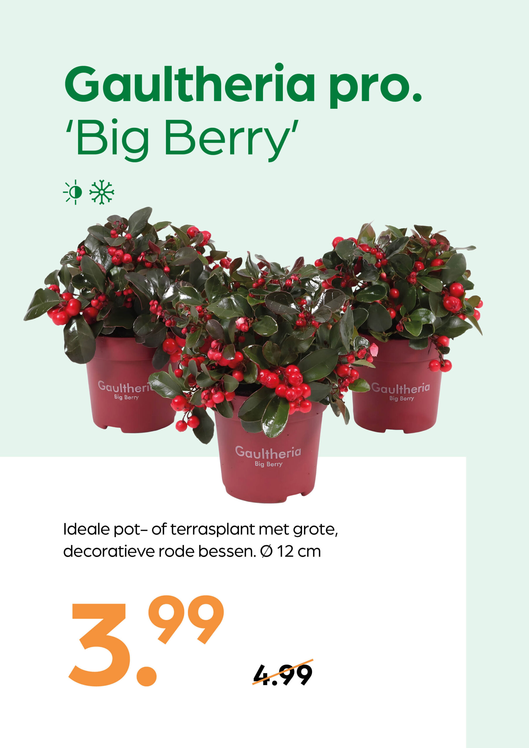 250926_GNS_Topkaart_Kroeze7 Gaultheria pro. 'Big Berry' - Afbeelding 1