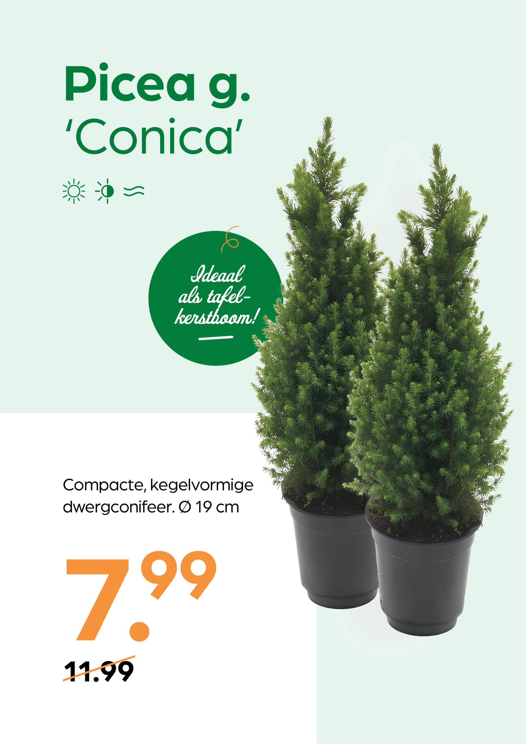 250926_GNS_Topkaart_Kroeze9 Picea g. 'Conica' - Afbeelding 1