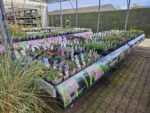 OPRUIMING! 50% korting op al onze planten en bomen van de buitenafdeling! - Afbeelding 3