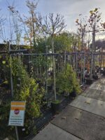 OPRUIMING! 50% korting op al onze planten en bomen van de buitenafdeling! - Afbeelding 7