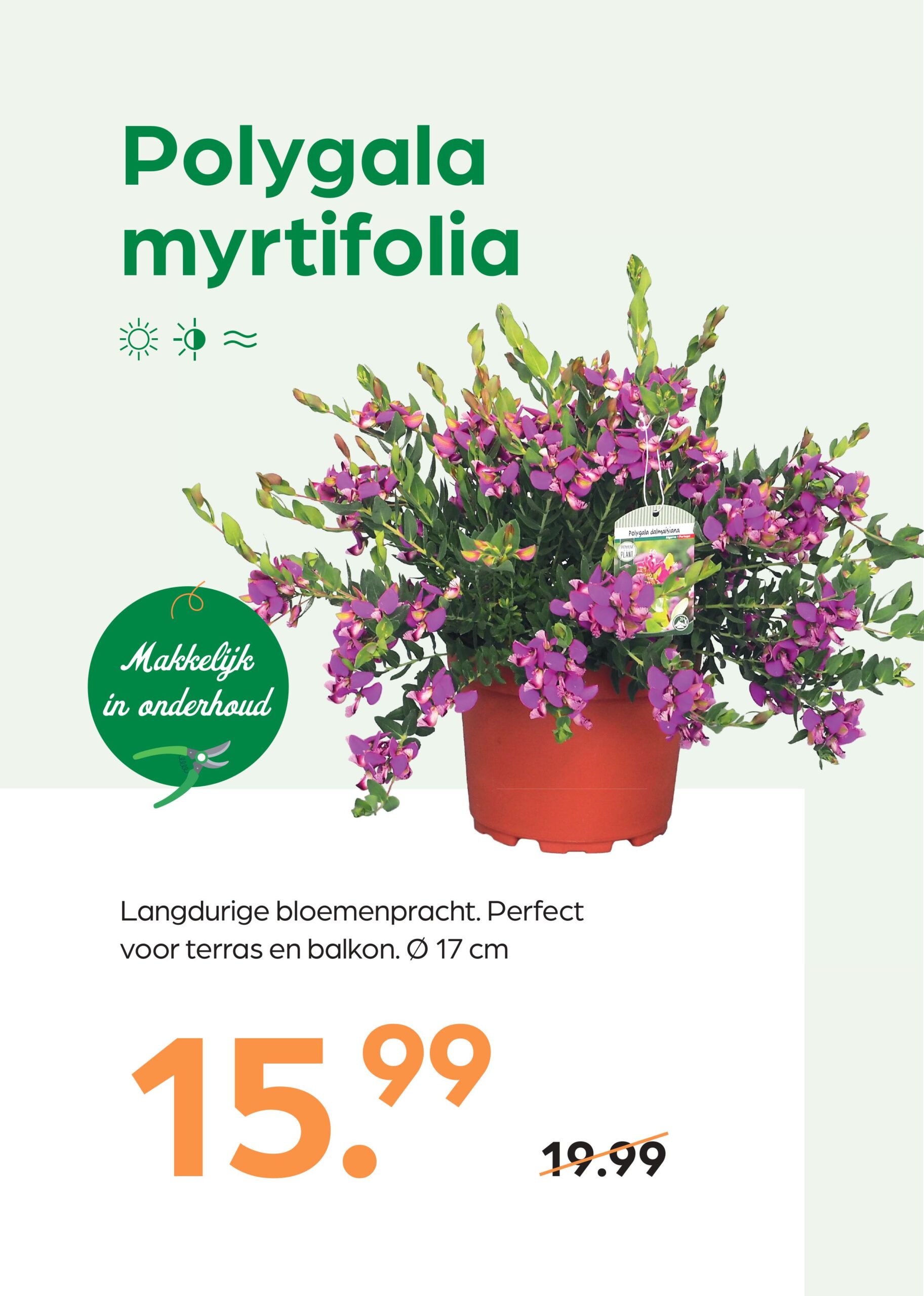 260305_GNS_Topkaart_Kroeze-afbeeldingen-0 Polygala myrtifolia - Afbeelding 1