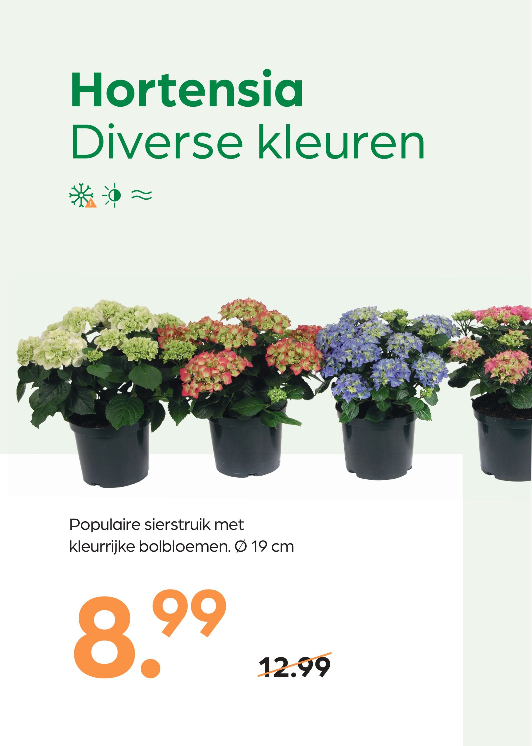 260305_GNS_Topkaart_Kroeze-afbeeldingen-6 Hortensia Diverse kleuren - Afbeelding 1