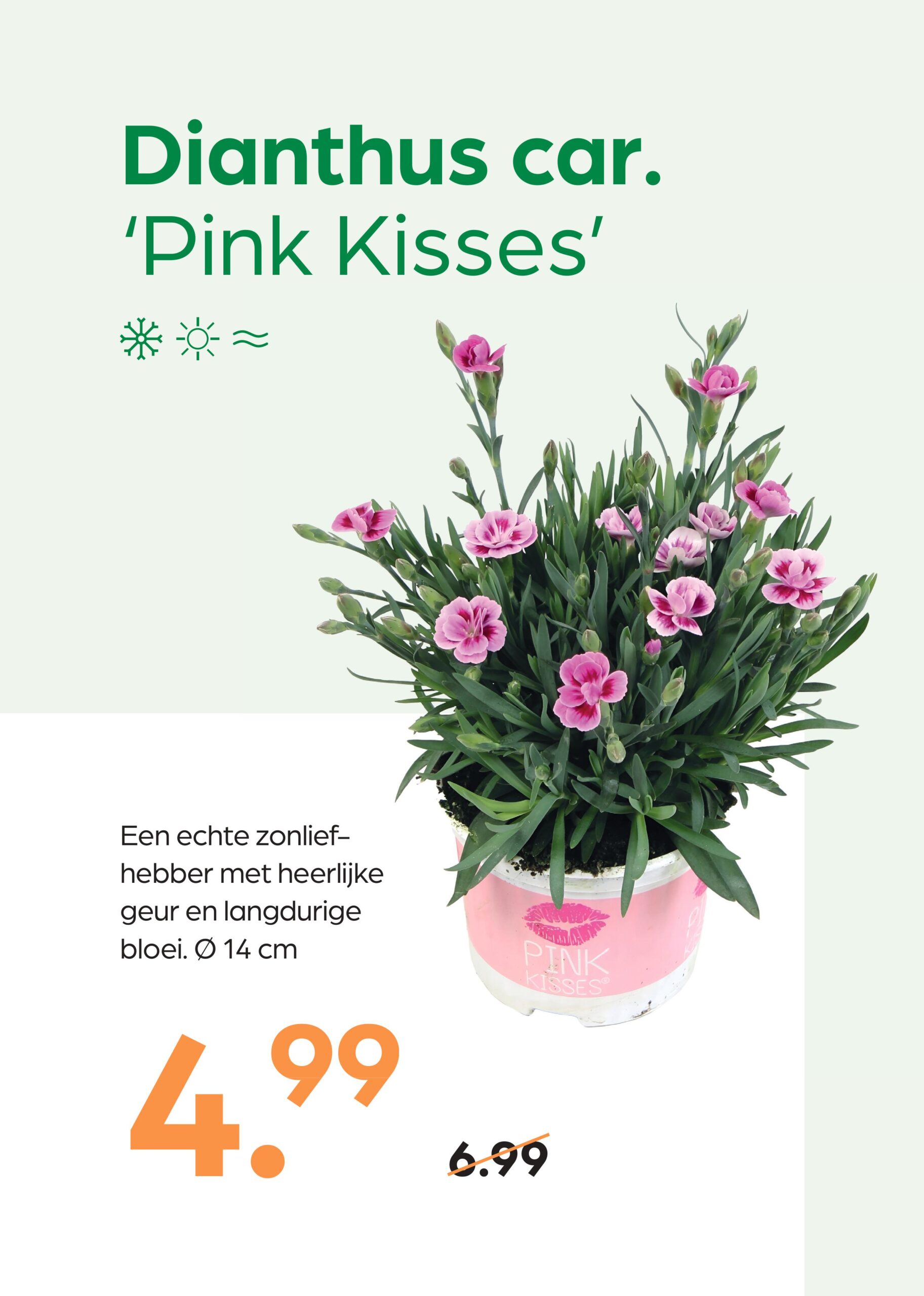 260318_GNS_Topkaart_Kroeze-afbeeldingen-4 Dianthus car. ‘Pink Kisses’ - Afbeelding 1