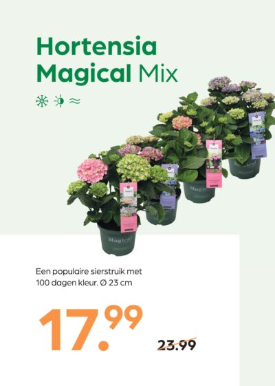 Hortensia Magical Mix
