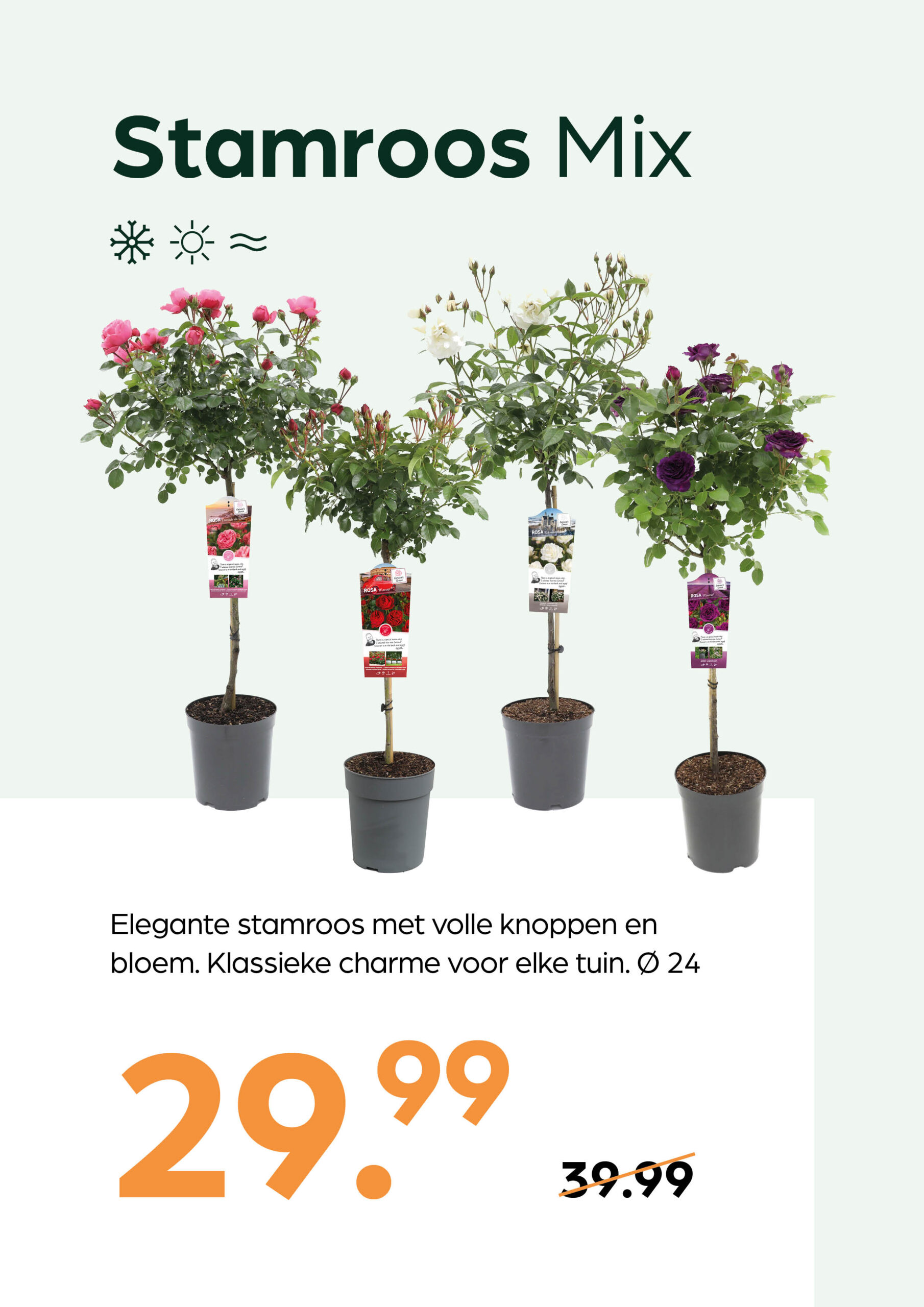 260415_GNS_Topkaart_Kroeze12 Stamroos Mix - Afbeelding 1