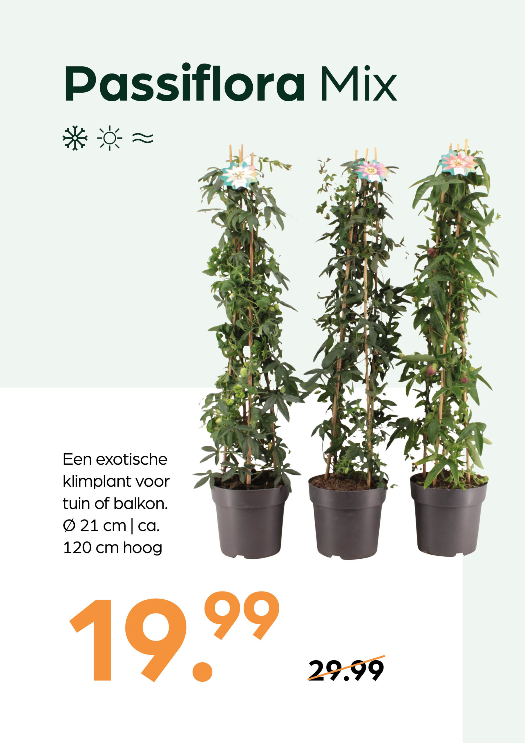 260415_GNS_Topkaart_Kroeze14 Passiflora Mix - Afbeelding 1