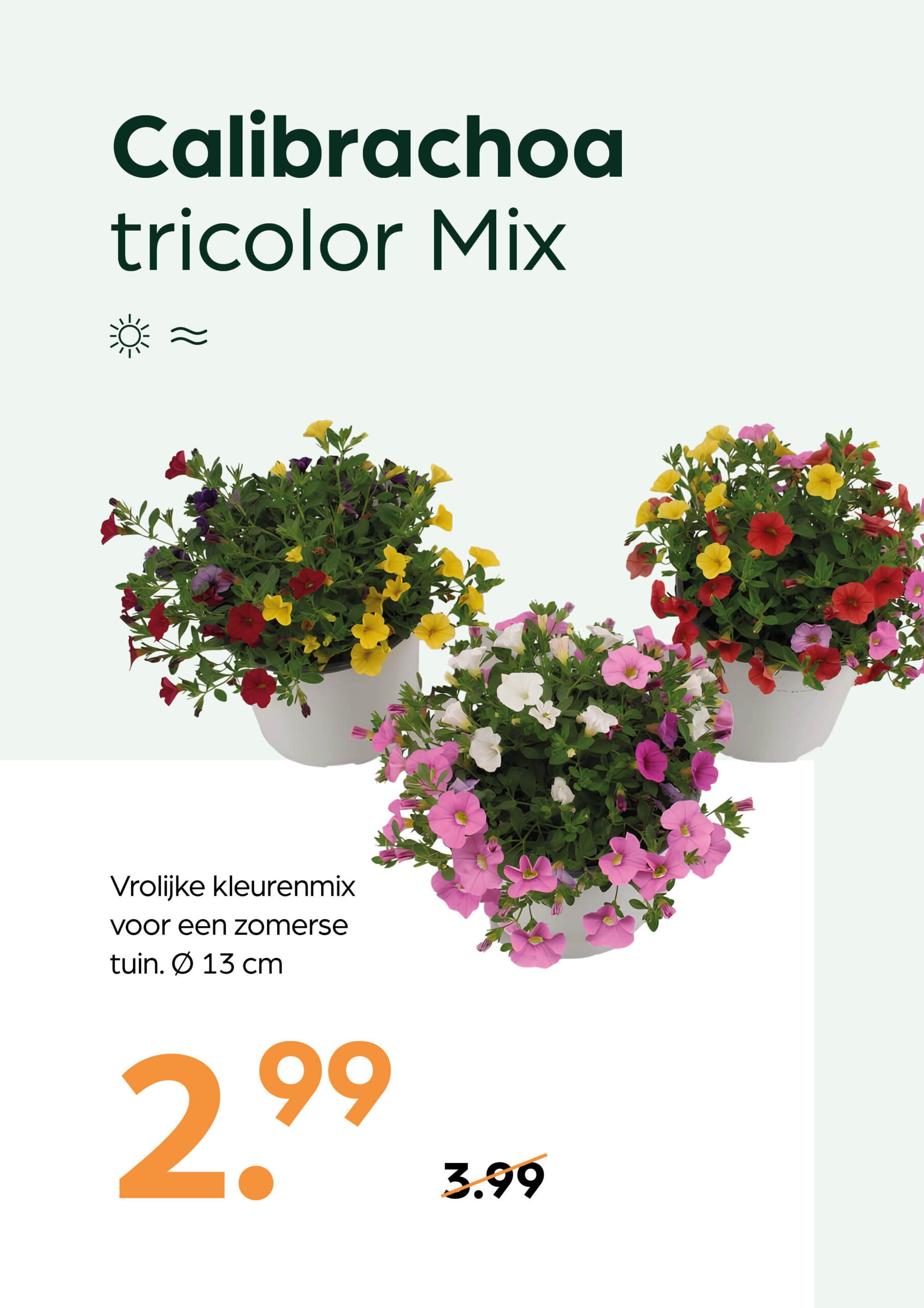 260415_GNS_Topkaart_Kroeze18 Calibrachoa tricolor Mix - Afbeelding 1