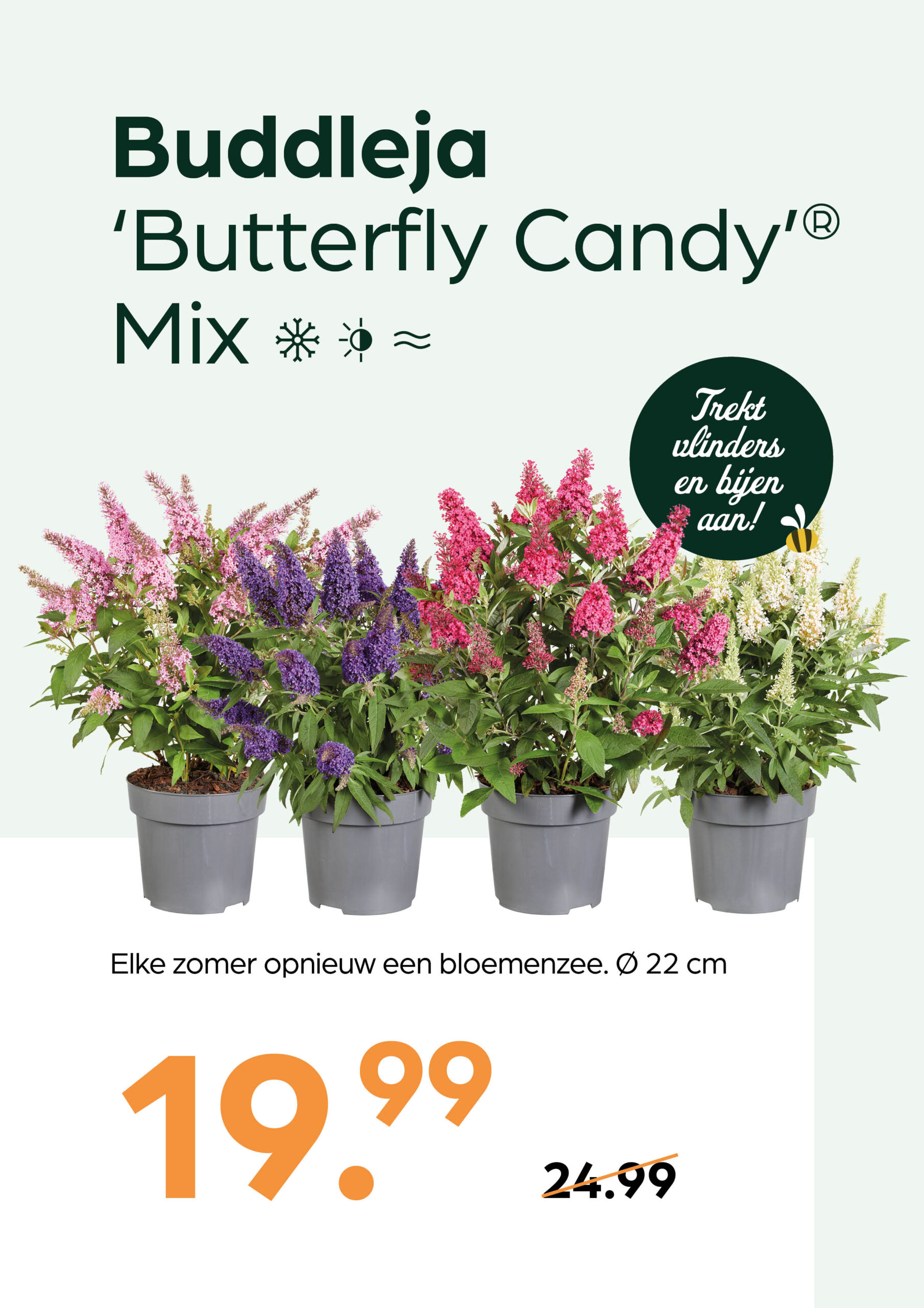260415_GNS_Topkaart_Kroeze4 Buddleja 'Butterfly Candy Mix' - Afbeelding 1
