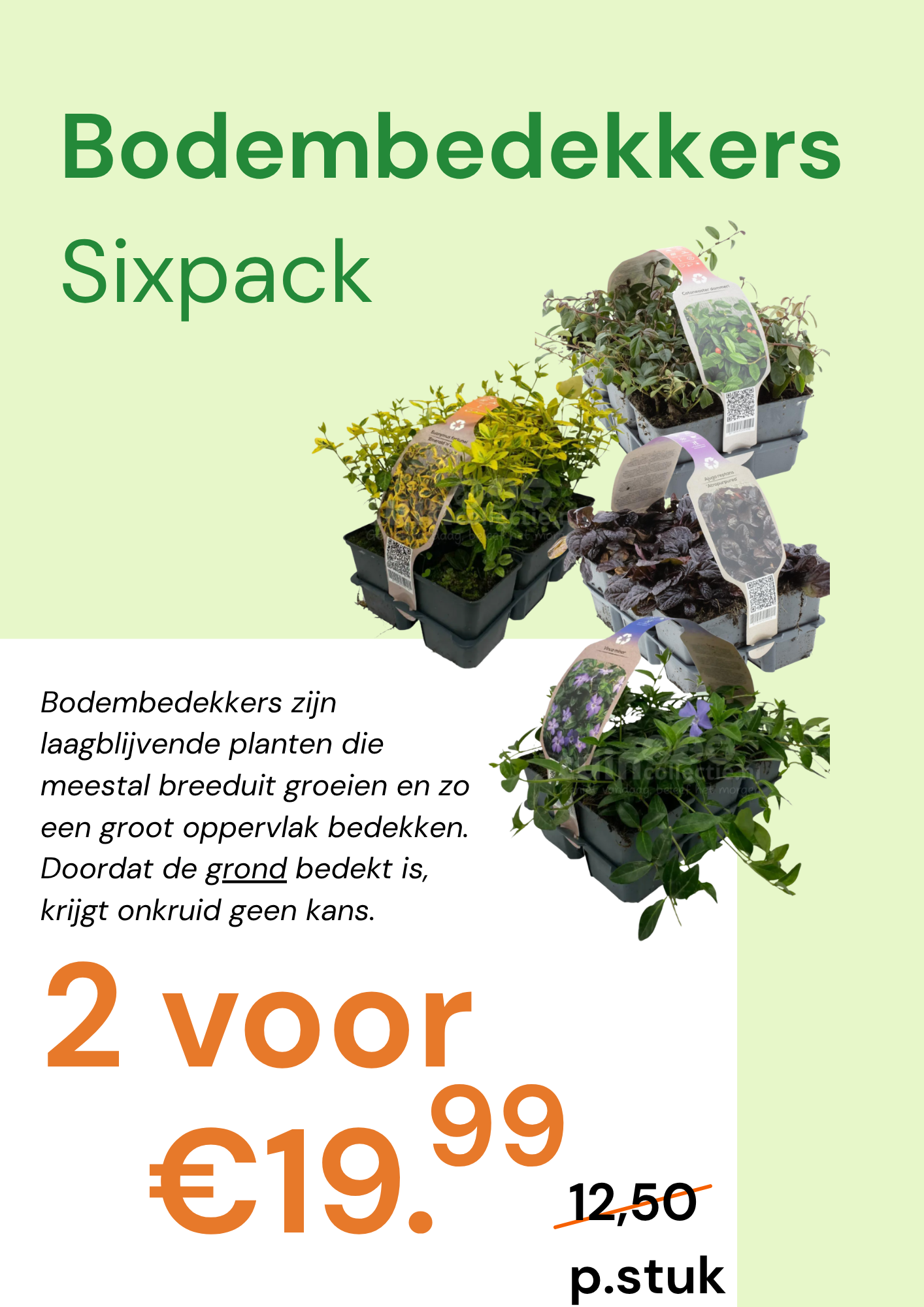 Actiekaarten (10) 6-pack bodembedekkers - Afbeelding 1