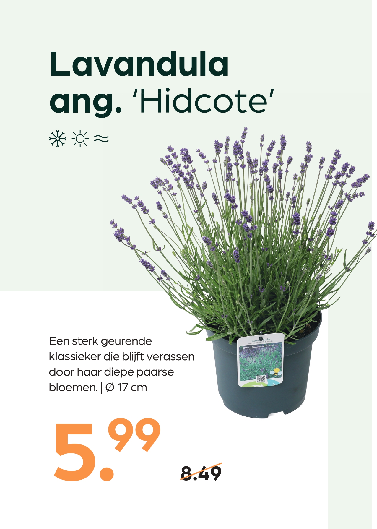 260420_GNS_Topkaart_Kroeze_page-0015 Lavandula ang. ‘Hidcote’ - Afbeelding 1