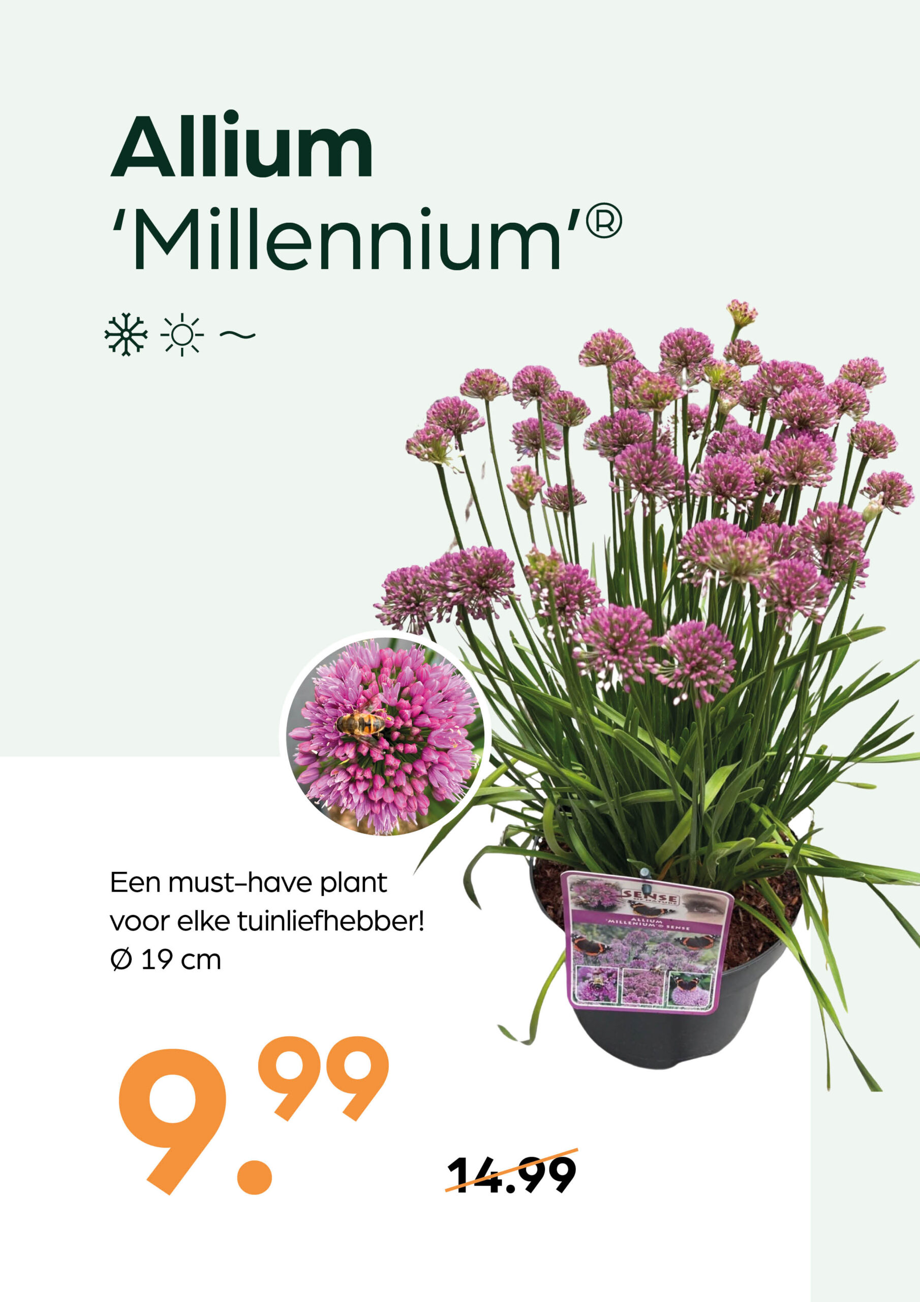 260505_GNS_Topkaart_Kroeze Allium ‘Millennium’ - Afbeelding 1