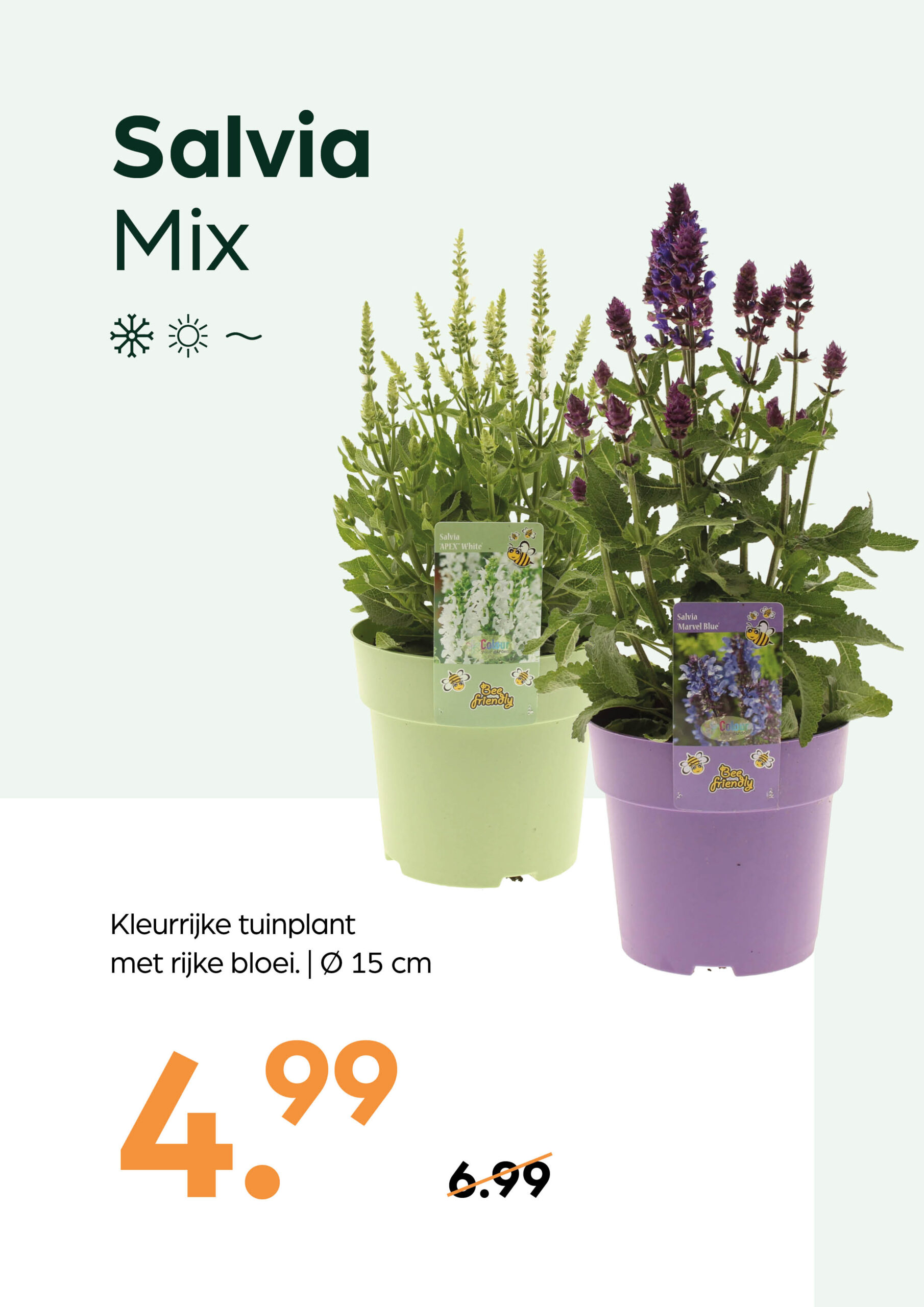 260505_GNS_Topkaart_Kroeze2 Salvia Mix - Afbeelding 1