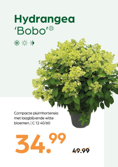 Hydrangea Bobo